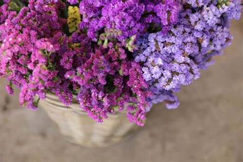 La preciosa flor limonium | Colvin Blog