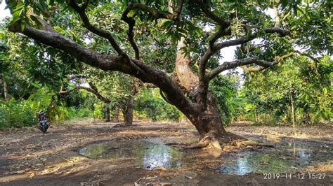 Pohon Mangga Harum Manis - Geograpik