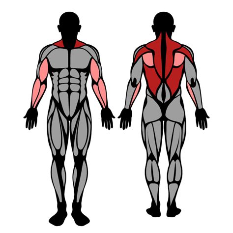 Cable Wide Grip Seated Row: Muscles Worked & Technique – StrengthLog