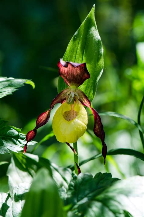 Cypripedium calceolus - PictureThis