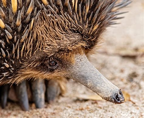 Echidna | San Diego Zoo Wildlife Explorers