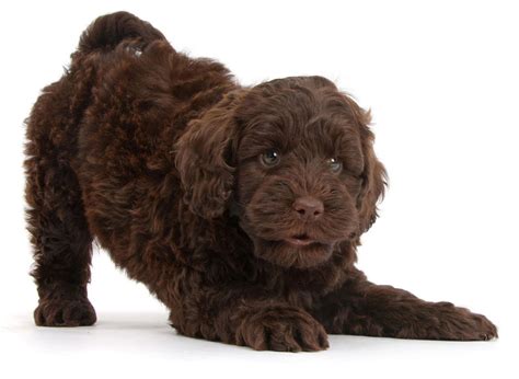 #1 | Labradoodle Puppies For Sale By Uptown Puppies