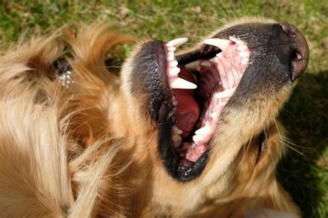 Tumors of the Gums (Epulis) in Dogs - Symptoms, Causes, Diagnosis ...