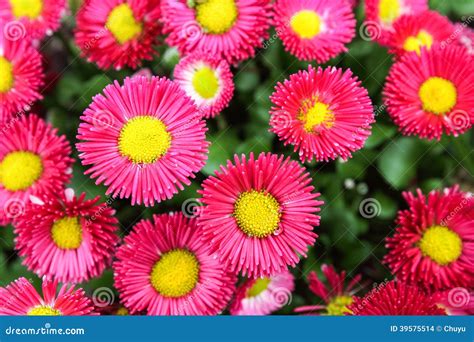 Callistephus chinensis stock photo. Image of daisy, floral - 39575514