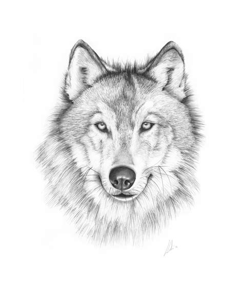 Wolves and writing. Nice synopsis of wolves in the news 2014 | Wolf ...