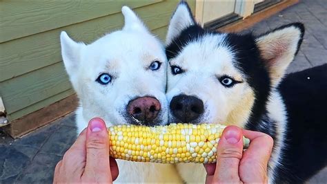 My Husky Eating Corn On a Cab for the First Time - YouTube