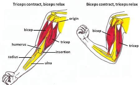 Difference between Biceps and Triceps - Difference.Guru | Biceps and triceps, Triceps, Biceps