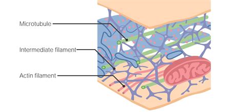 The Cell: Cytosol and Cytoskeleton | Concise Medical Knowledge