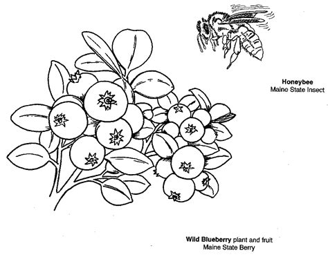 blueberry plant coloring page - Clip Art Library