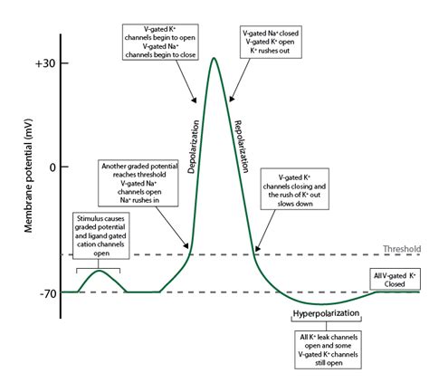 ORGANIZATION OF THE NERVOUS SYSTEM