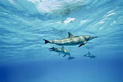 A Quick Guide To The Dolphin Habitat - Animal Sake