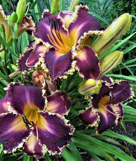 Daylily (Hemerocallis 'Draak') in the Daylilies Database - Garden.org