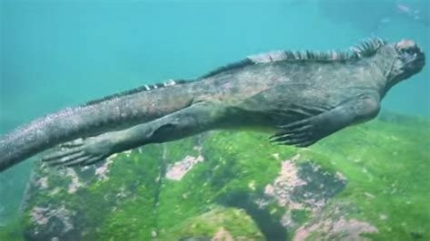 Watch a Surprisingly Graceful Marine Lizard Glide Underwater | Mental Floss