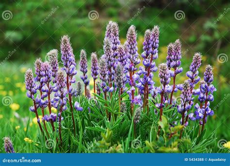 Wild Purple Lupine stock photo. Image of bloom, purple - 5434388