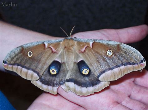 Polyphemus Moth - Antheraea polyphemus - North American Insects & Spiders