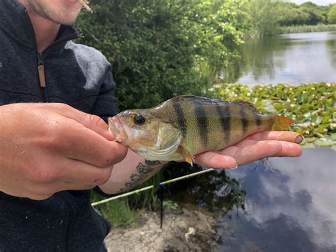 First lure caught perch 👌🏼 : r/fishingUK