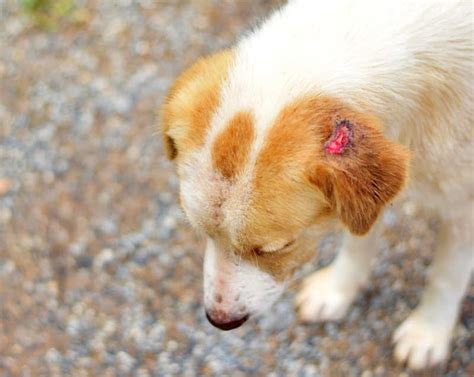 Scabs On Dogs Ears | tunersread.com