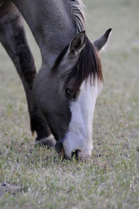 Grulla horse | Grulla horse, Horses, Beautiful horses