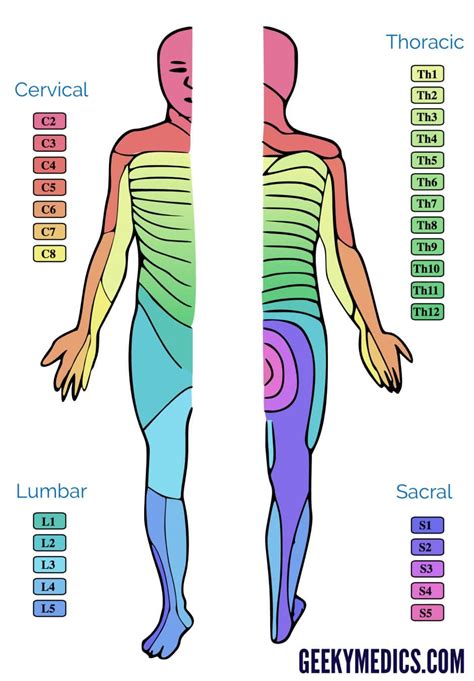 Dermatomes And Myotomes Chart And Map