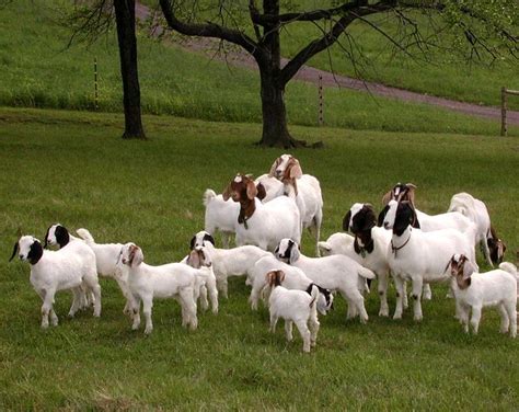 Goat herd | Boer x Nubian herd of meat goats in Western Mary… | Flickr