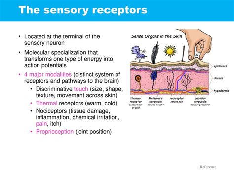 The Bodily Senses Ch. 22, “Principles of Neural Science”, 5th Ed. - ppt download