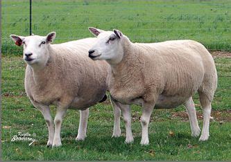 Texel Sheep | Canadian Co-operative Wool Growers Limited