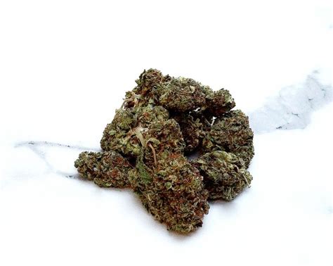 Hash Plant | Marijuana Strain Reviews | AllBud