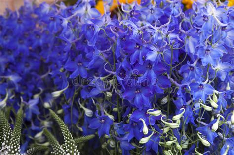 Delphinium Blue Flowers stock image. Image of petal - 140003311