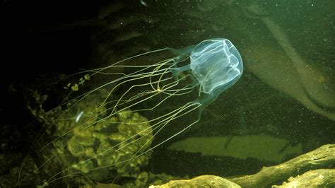 Box Jellyfish Deadliest Creature On Earth - The Earth Images Revimage.Org