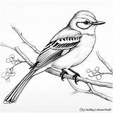 Mockingbird Coloring Pages  Free & Printable sketch template
