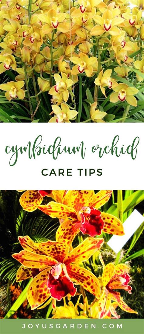 Cymbidium Orchid Care | 1000 in 2020 | Cymbidium orchids care, Orchid care, Cymbidium orchids