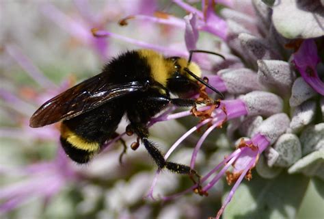 Yellow-faced Bumble Bee - Native Here Nursery