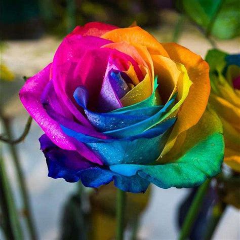 100Pcs Blue Rainbow Rose Seed Potted Ornamental Plants Garden Bonsai | Ornamental plants ...