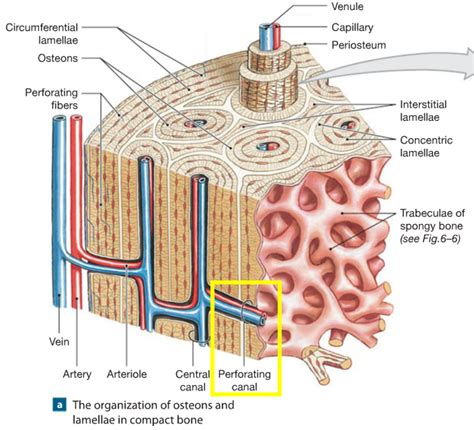 Osseous Tissue Diagram