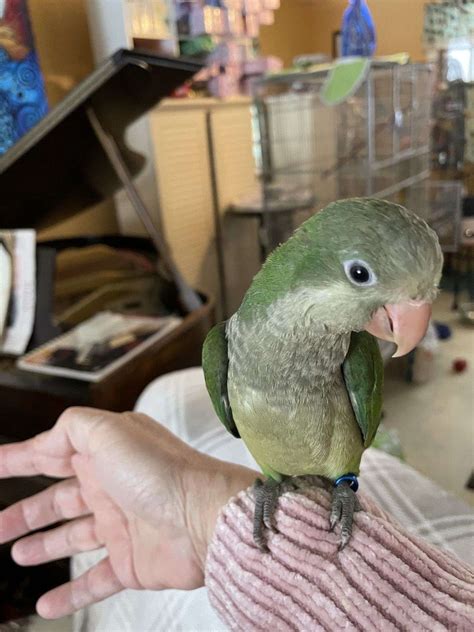 Quaker Parrots hand fed. 1 left. Easter Special?