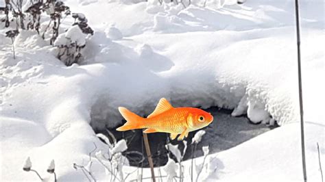 How to Winterize Your Fish Pond (6 Timely Tips)