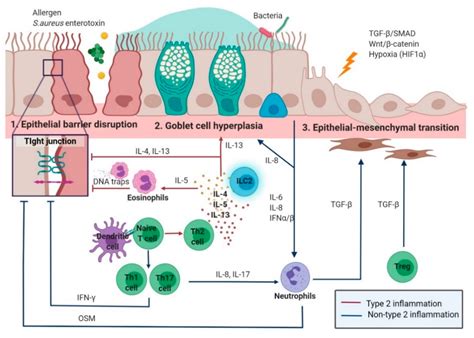 Advances in the Knowledge of the Underlying Airway Remodeling Mechanisms in Chronic ...