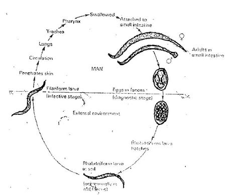 The Life Cycle of Hookworm | Download Scientific Diagram