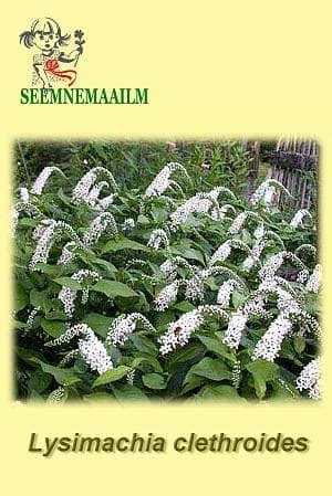 Gooseneck loosestrife Lady Jane: seeds