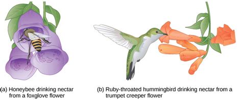 6.1: Species Defined - Biology LibreTexts