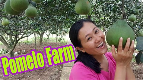 Pomelo Farm Village - Buoi Tan Trieu Nam Hue - Vietnam Travel - YouTube