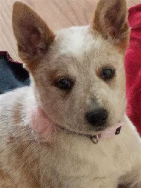 "Austrailian Blue Heeler" Puppies For Sale | Peyton, CO #217792