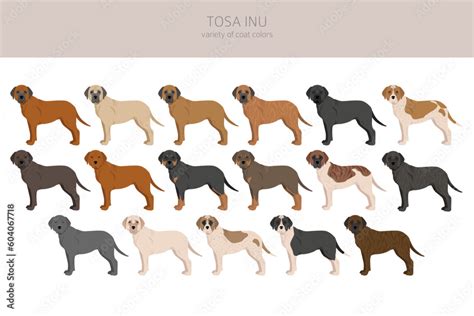 Tosa Inu clipart. Different poses, coat colors set Stock Vector | Adobe ...