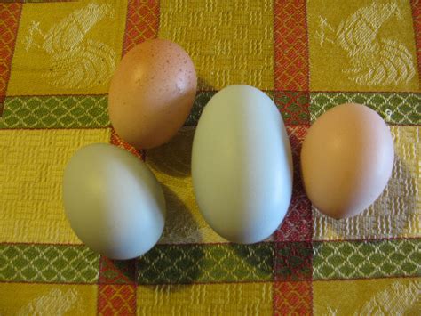 Double Yolk Eggs | BackYard Chickens - Learn How to Raise Chickens