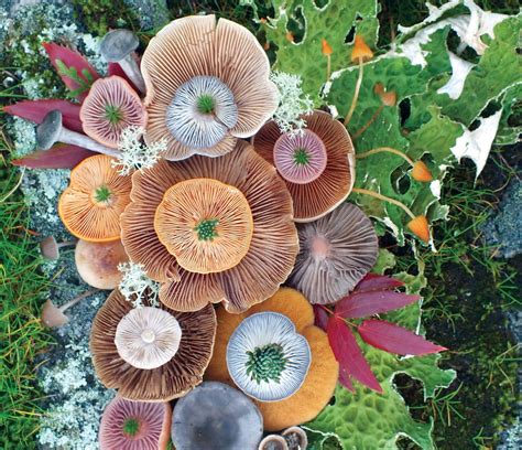 Vibrant Mushroom Arrangements Photographed by Jill Bliss | Colossal
