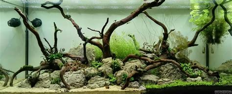 The Riverbed - Flowgrow Aquascape/Aquarium Database