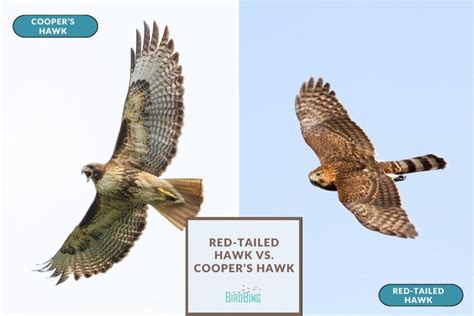 Red-Tailed Hawk Vs. Cooper's Hawk: Differences In Identification