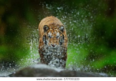 Tiger Running Water Siberia Dangerous Animal Stock Photo 1777351223 | Shutterstock