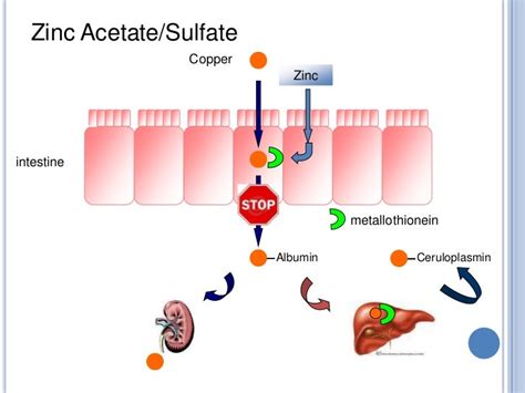 Copper Free Diet For Wilson`S Disease - dinoposts