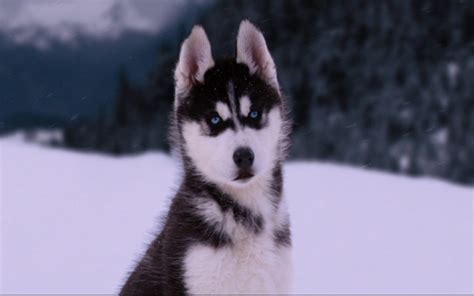 Shasta - Snow Buddies Photo (31200644) - Fanpop